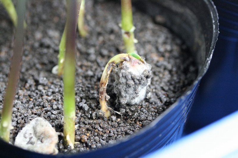 Pythiumによる苗立枯れ