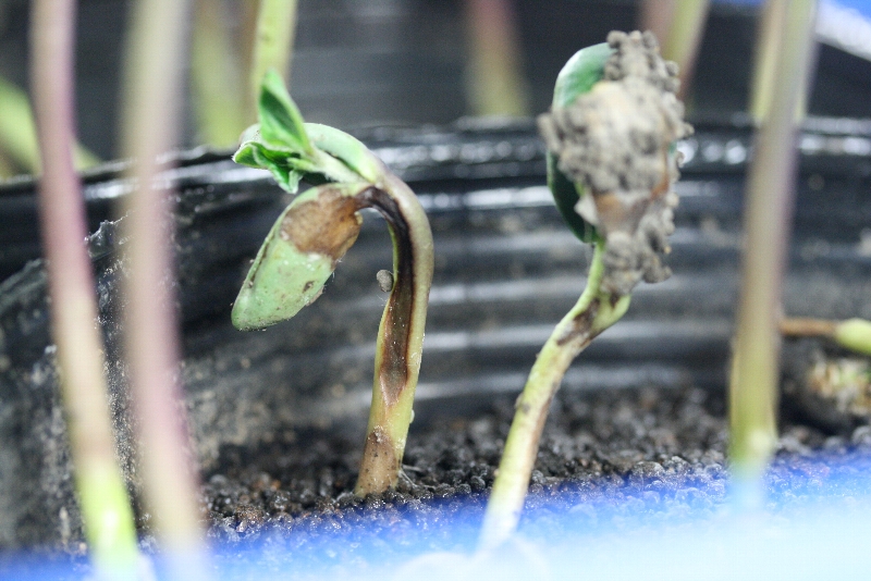 Pythiumによる苗立枯れ