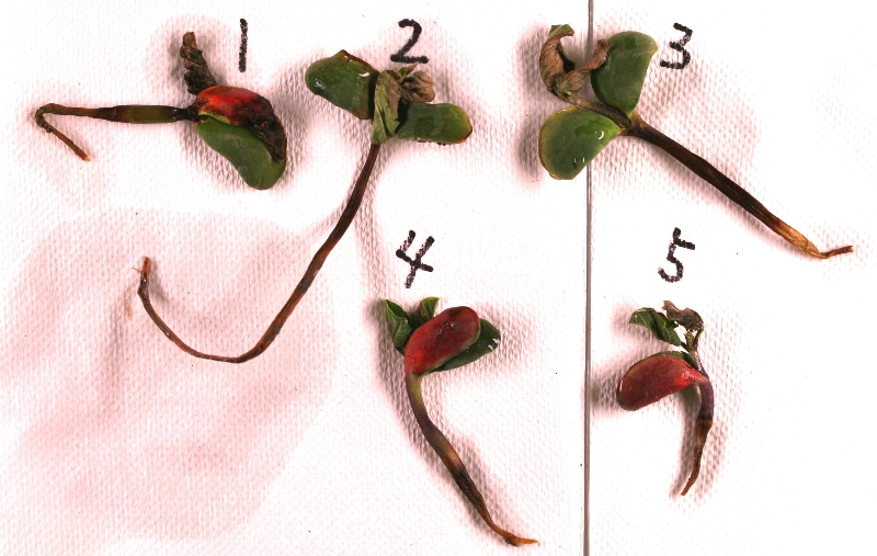 Pythiumによる苗立枯れ（子葉の赤いのは薬剤の色）