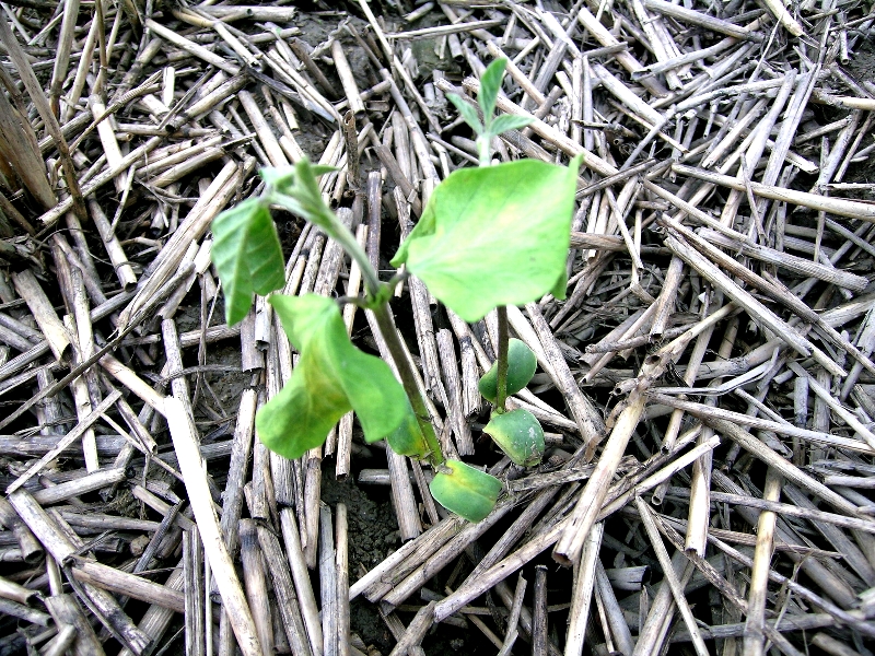 梅雨明け後の苗の萎凋