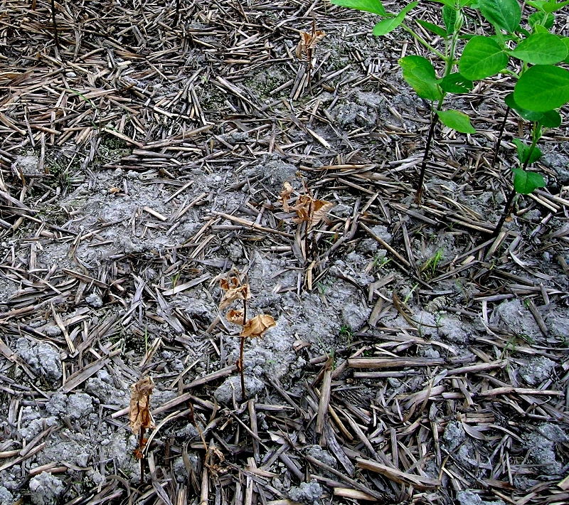 梅雨明け後の苗の萎凋