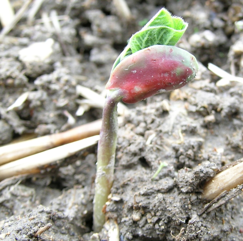 梅雨明け後の苗の萎凋
