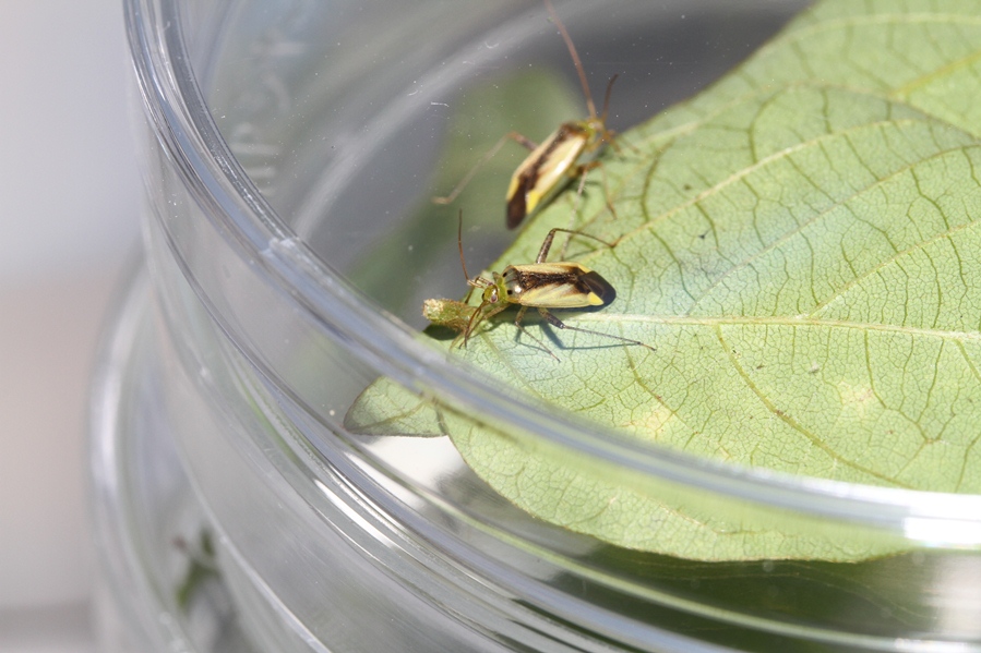 ナカグロカスミカメ形態1