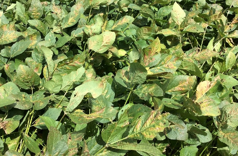 ナミハダニ被害1