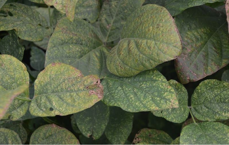 ナミハダニ被害2