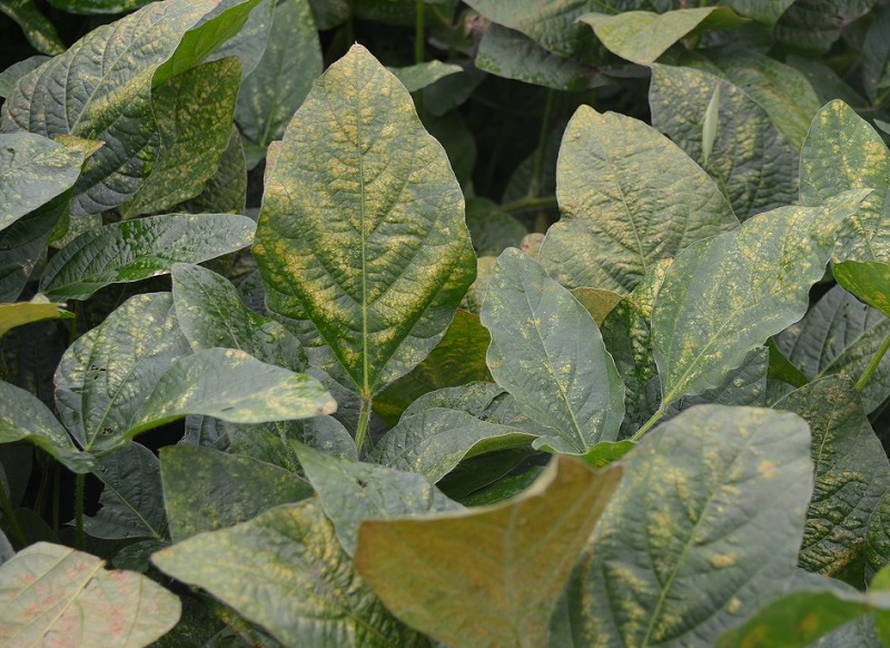 ナミハダニ被害3