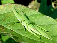 オンブバッタの形態1