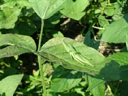 オンブバッタの形態2