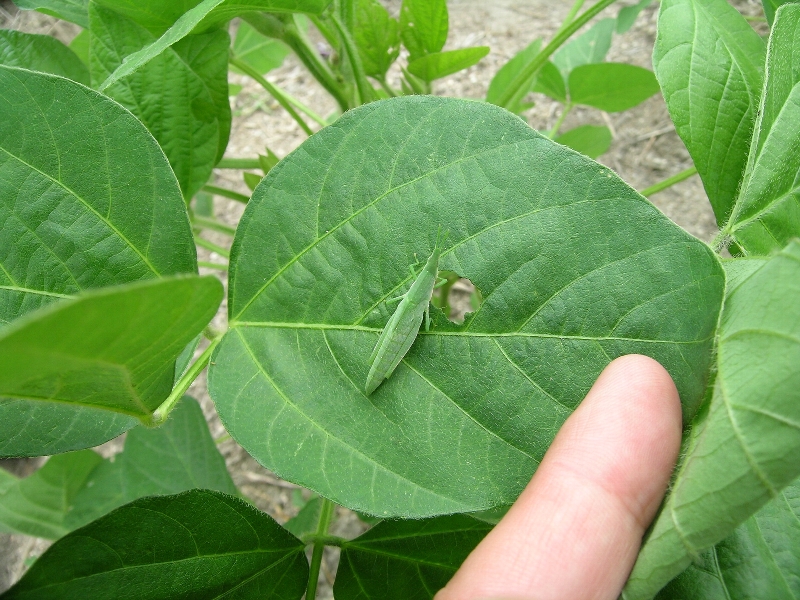 オンブバッタの形態3