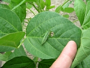 オンブバッタの形態3