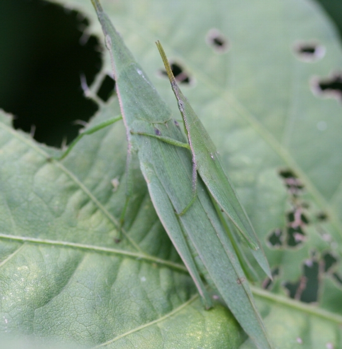 オンブバッタの形態4