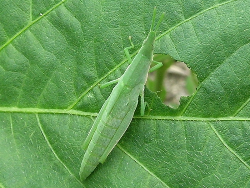 オンブバッタの形態4