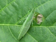 オンブバッタの形態5