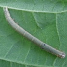 オオウンモンクチバ