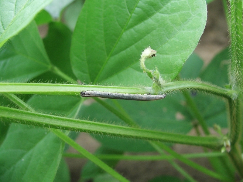 オオウンモンクチバ幼虫