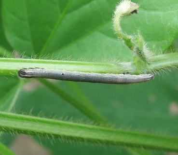 オオウンモンクチバ幼虫