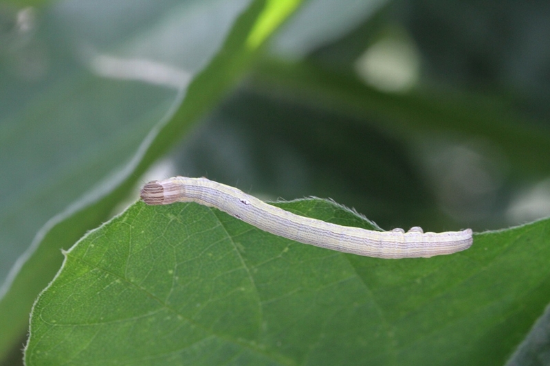 オオウンモンクチバ幼虫