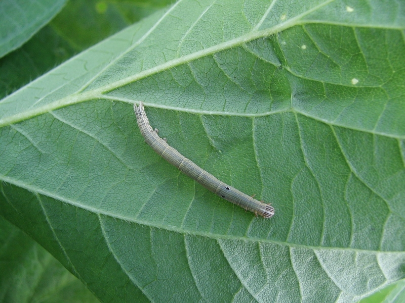 オオウンモンクチバ幼虫