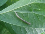 オオウンモンクチバ幼虫