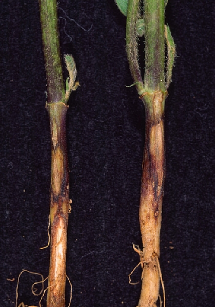 リゾクトニア根腐病病徴1