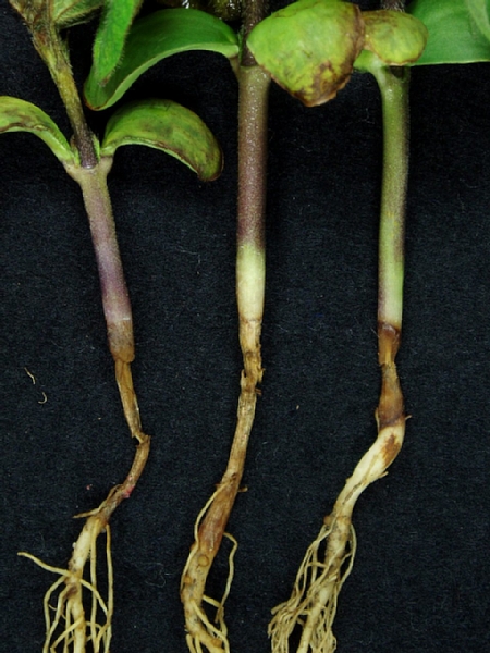 リゾクトニア根腐病病徴2
