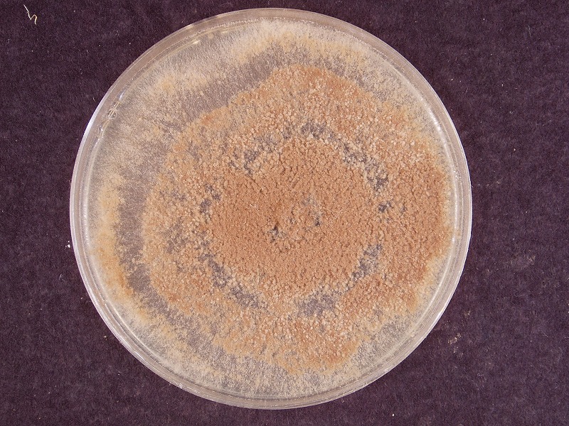 リゾクトニア根腐病病原3