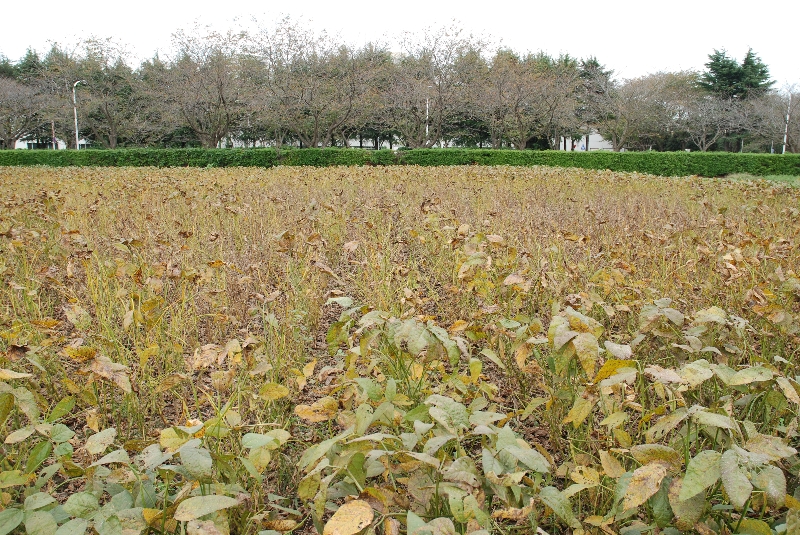 ダイズさび病 病徴1