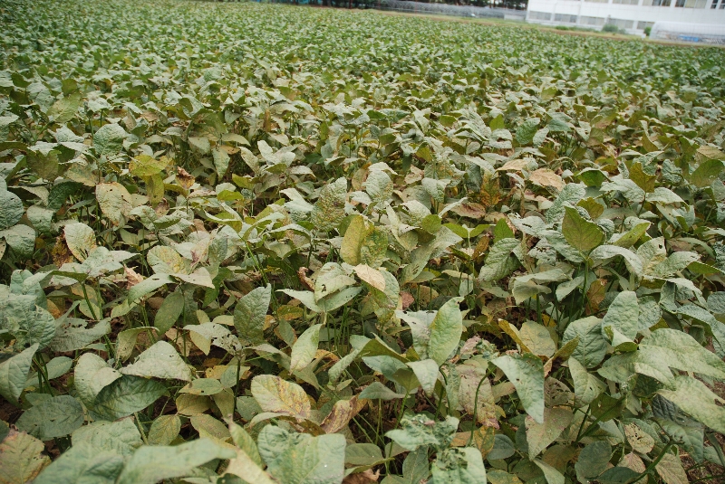 ダイズさび病 病徴2