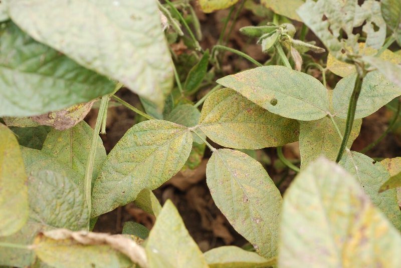 ダイズさび病 病徴4