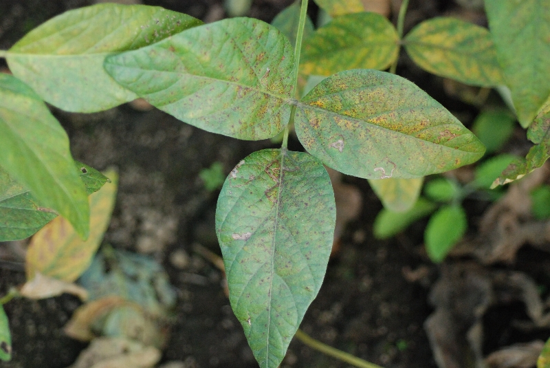 ダイズさび病 病徴5