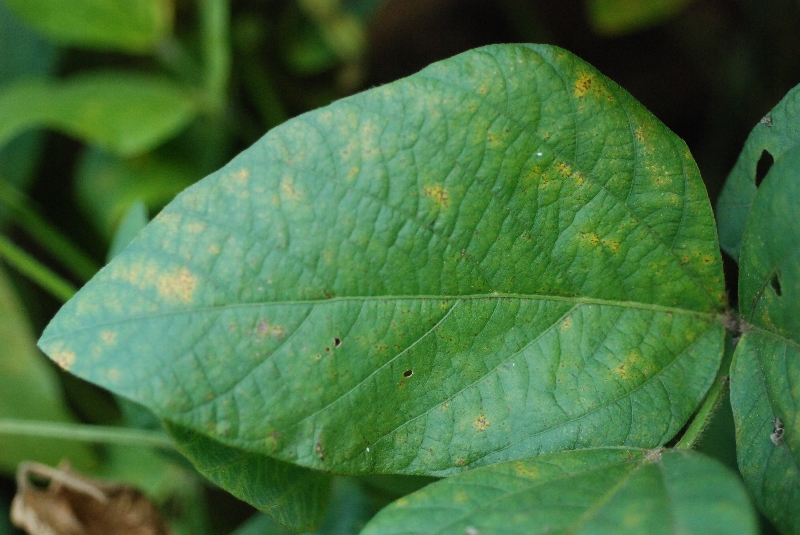 ダイズさび病 病徴6