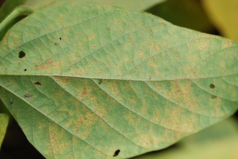 ダイズさび病 病徴8