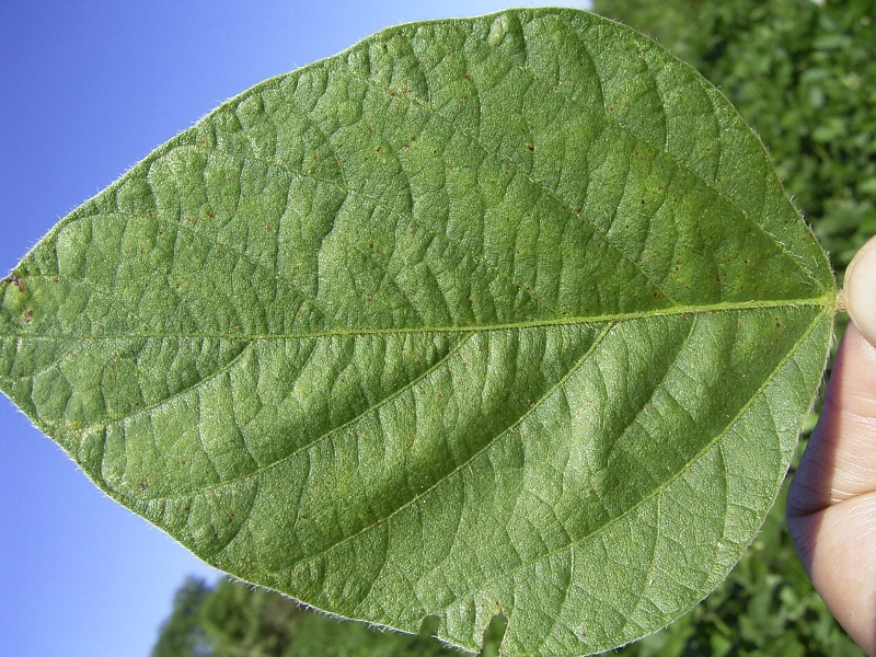 ダイズさび病 病徴9