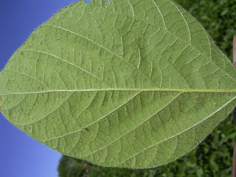 ダイズさび病 病徴10