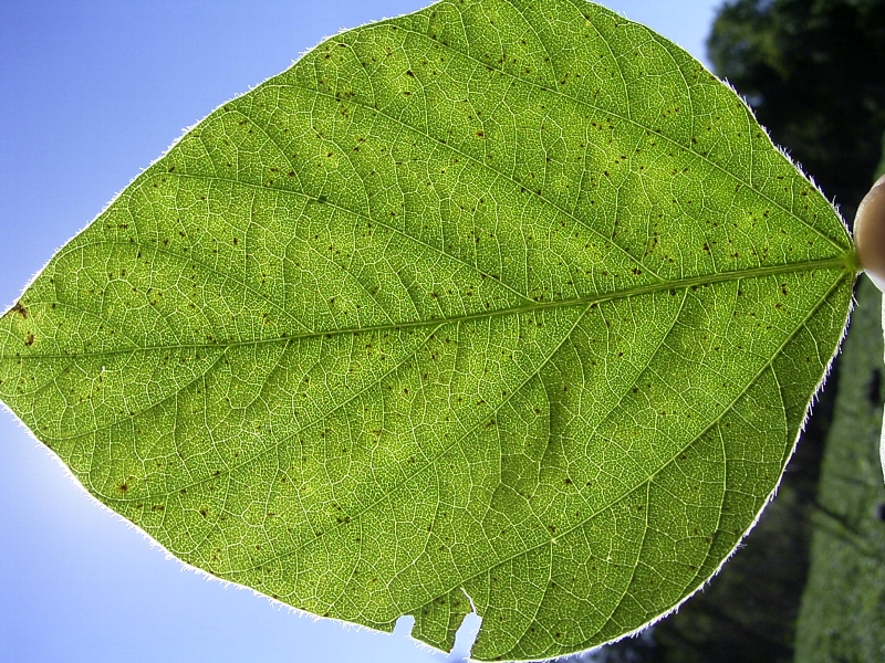 ダイズさび病 病徴11