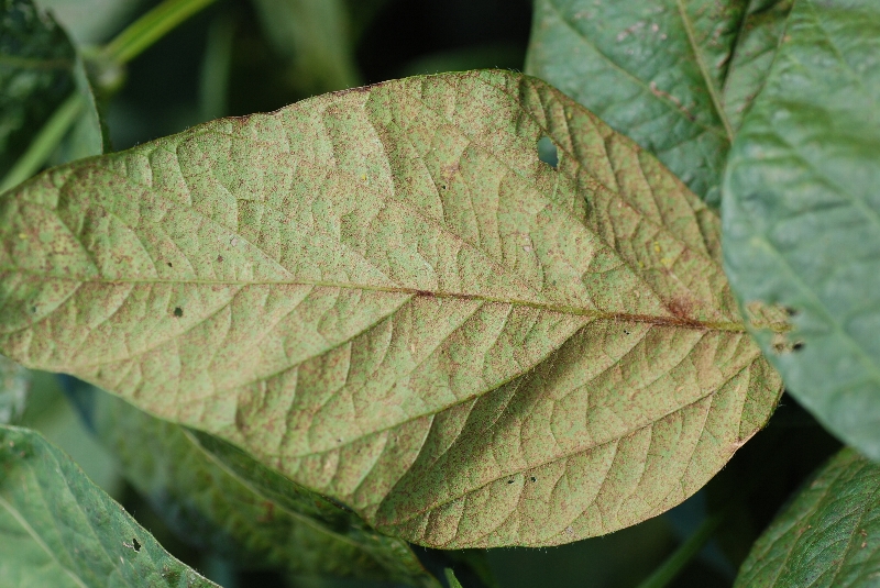ダイズさび病 病徴12