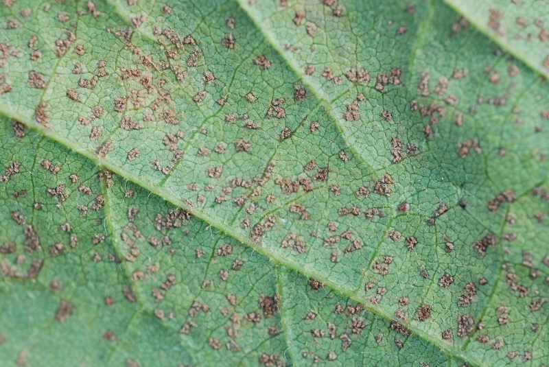 ダイズさび病 病徴14