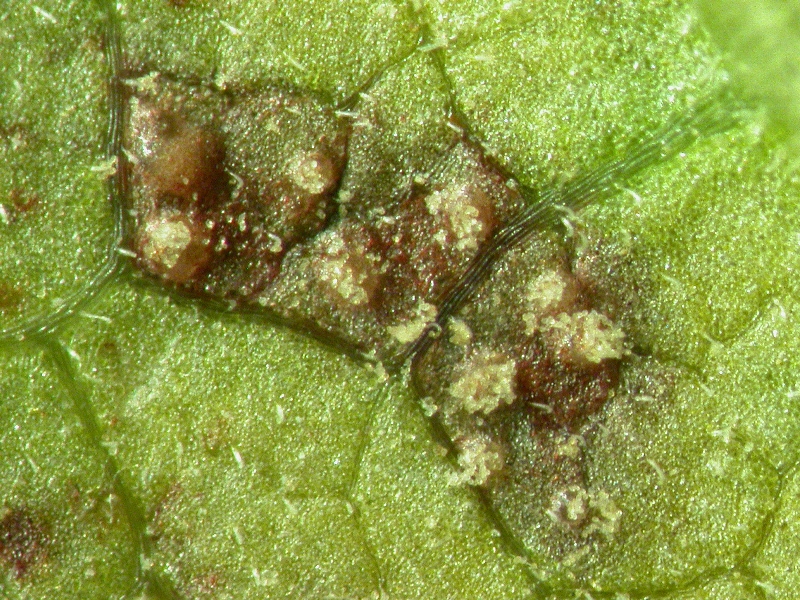 ダイズさび病 病原1