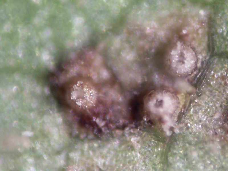 ダイズさび病 病原2