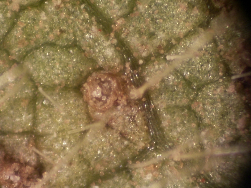 ダイズさび病 病原3