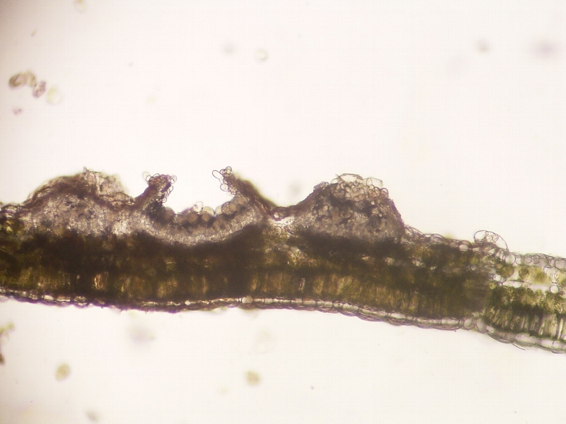 ダイズさび病 病原4