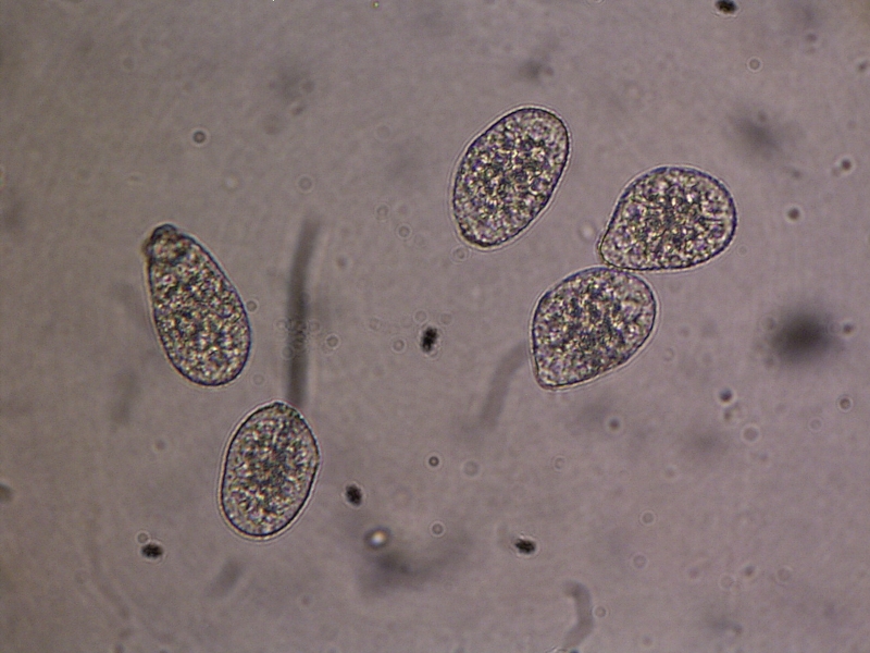 ダイズさび病 病原6