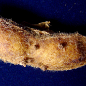 収穫期のさや13