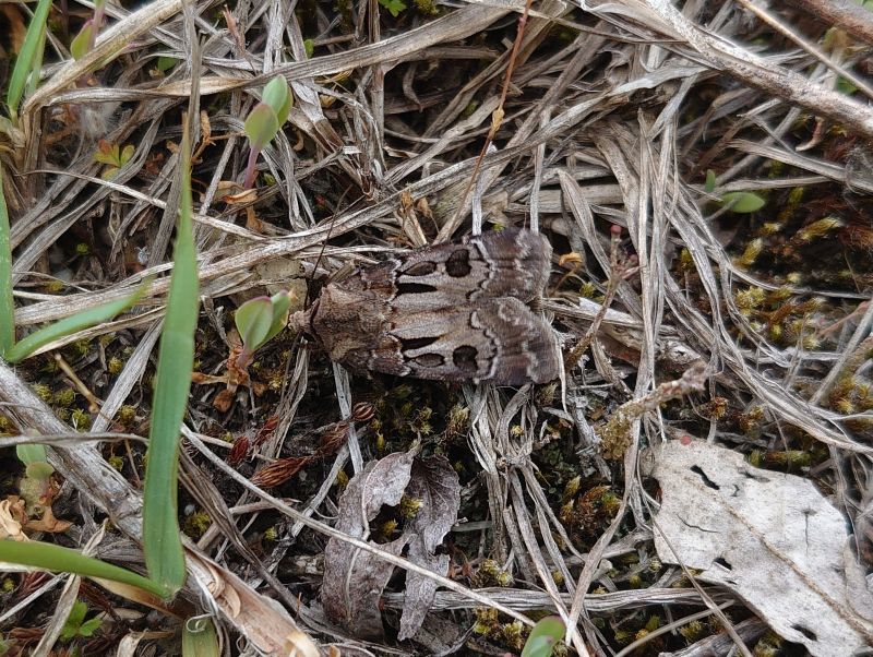 センモンヤガの形態1