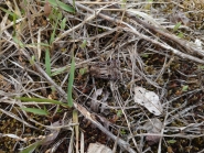 センモンヤガの形態1