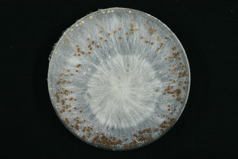 PSA培地上の白絹病菌