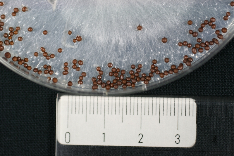 白絹病菌の菌核