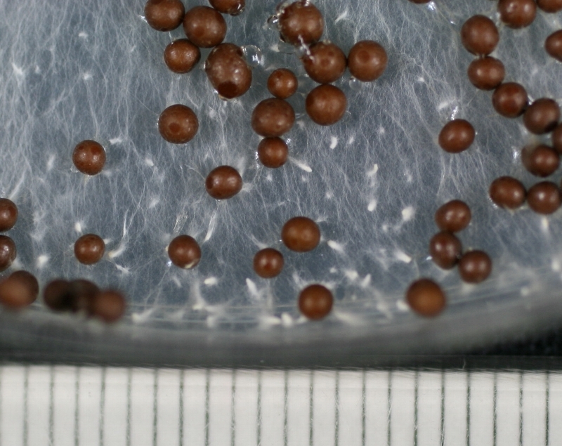 白絹病菌の菌核