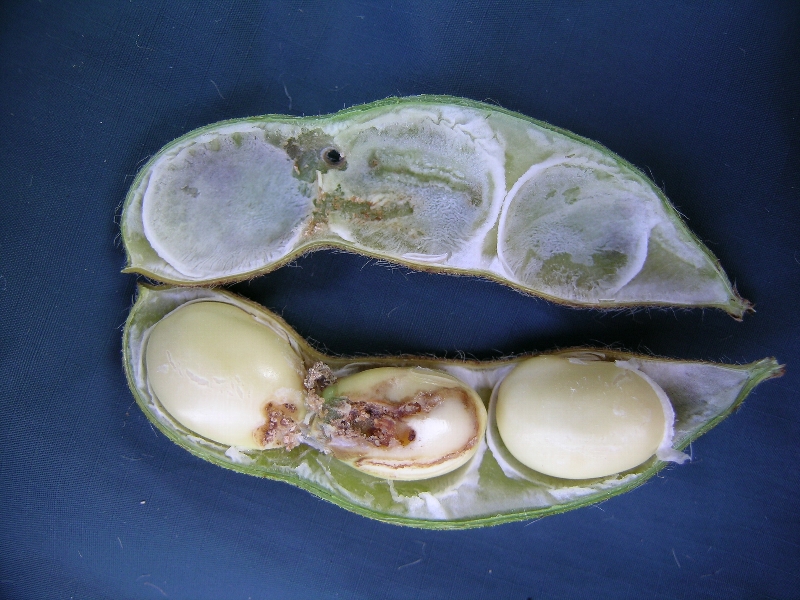 シロイチモジマダラメイガ被害3