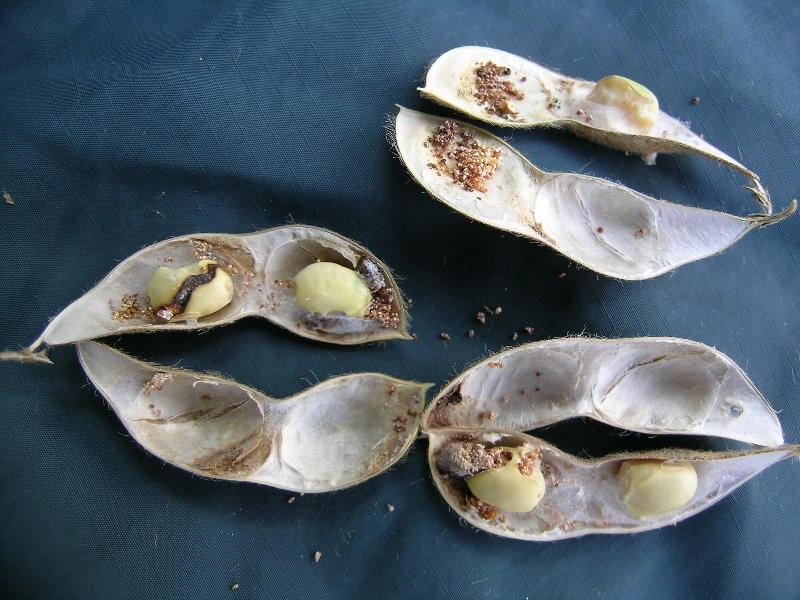 シロイチモジマダラメイガ被害7